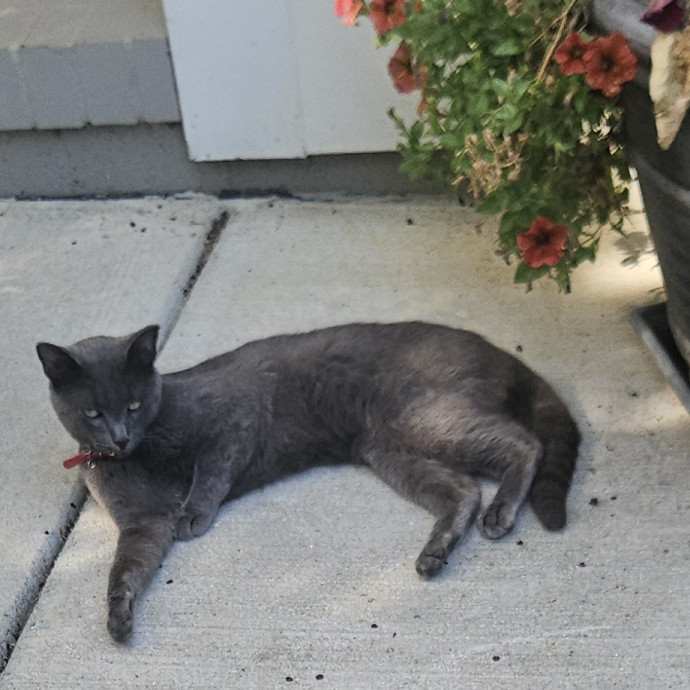 Blue Ribbon Cat Sitter Of Queen City