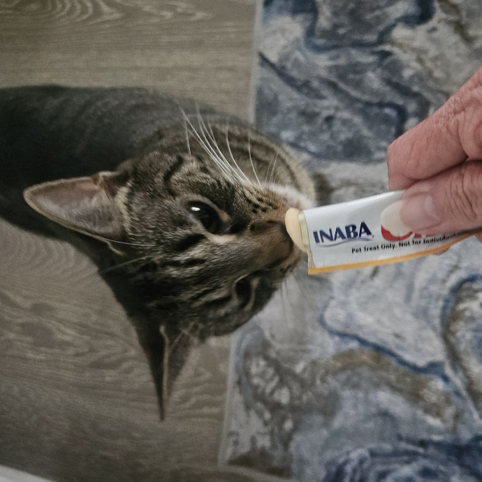 Blue Ribbon Cat Sitter Of Queen City
