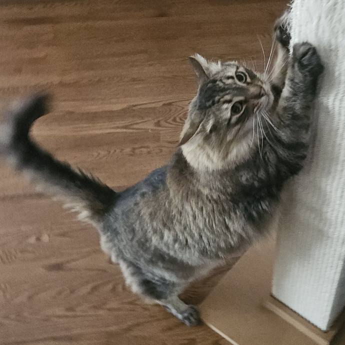 Blue Ribbon Cat Sitter Of Queen City