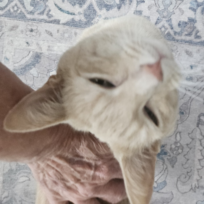 Blue Ribbon Cat Sitter Of Queen City