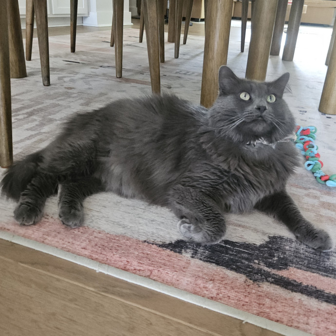 Blue Ribbon Cat Sitter Of Queen City
