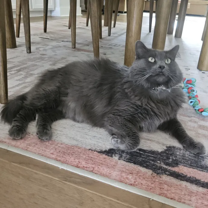 Blue Ribbon Cat Sitter Of Queen City