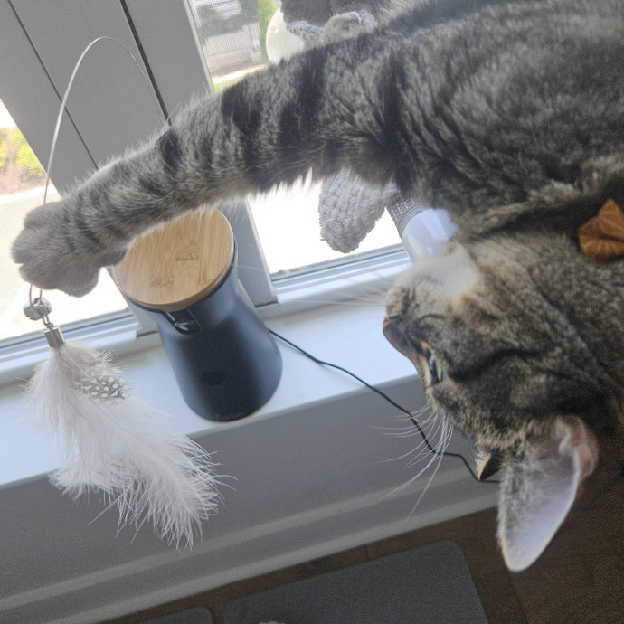 Blue Ribbon Cat Sitter Of Queen City