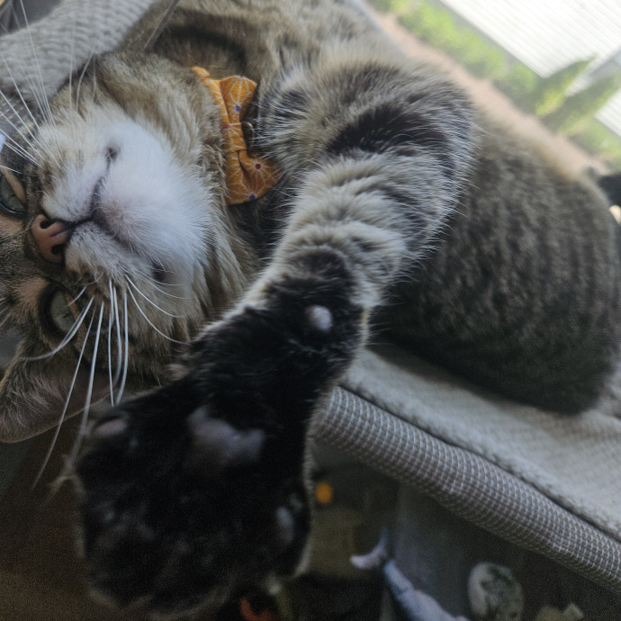 Blue Ribbon Cat Sitter Of Queen City