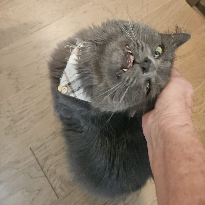Blue Ribbon Cat Sitter Of Queen City