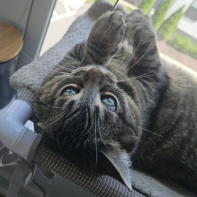 Blue Ribbon Cat Sitter Of Queen City