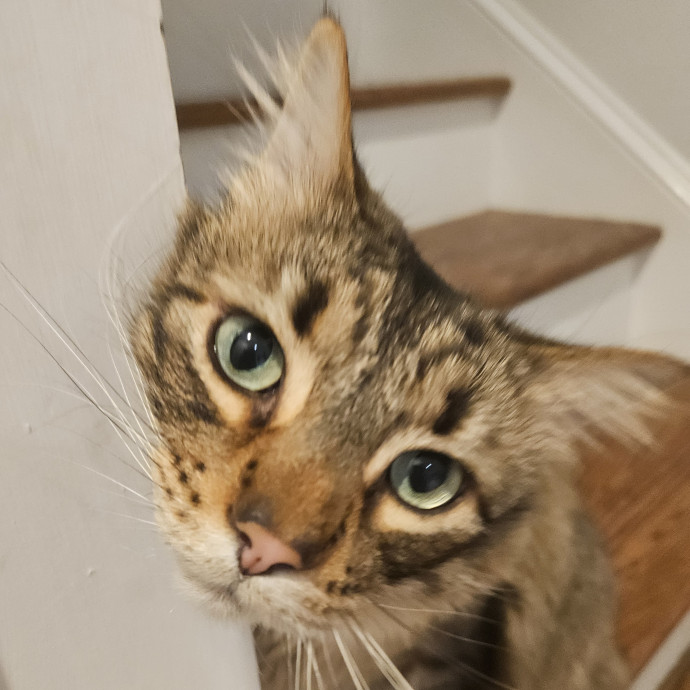 Blue Ribbon Cat Sitter Of Queen City