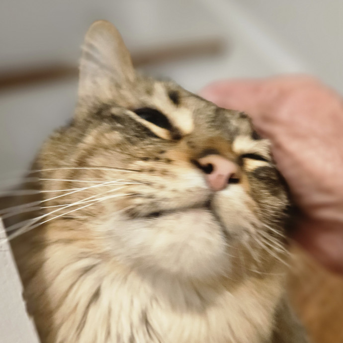 Blue Ribbon Cat Sitter Of Queen City