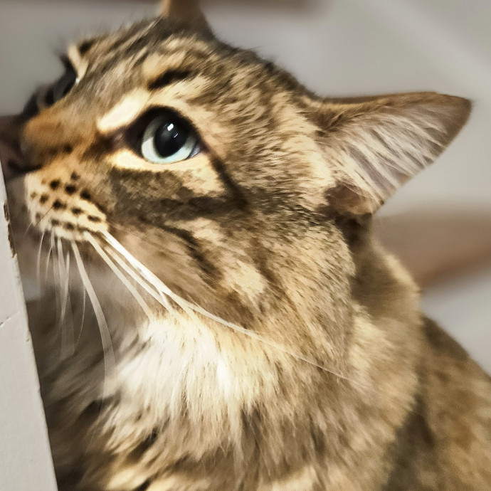 Blue Ribbon Cat Sitter Of Queen City