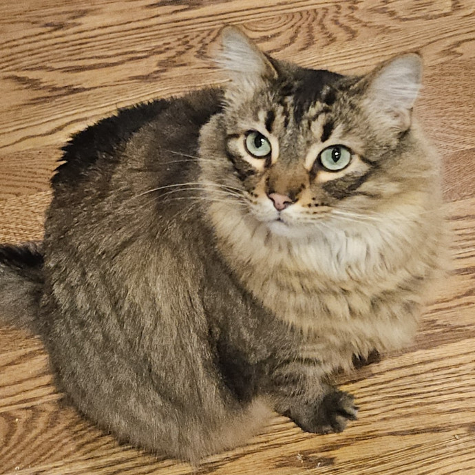 Blue Ribbon Cat Sitter Of Queen City