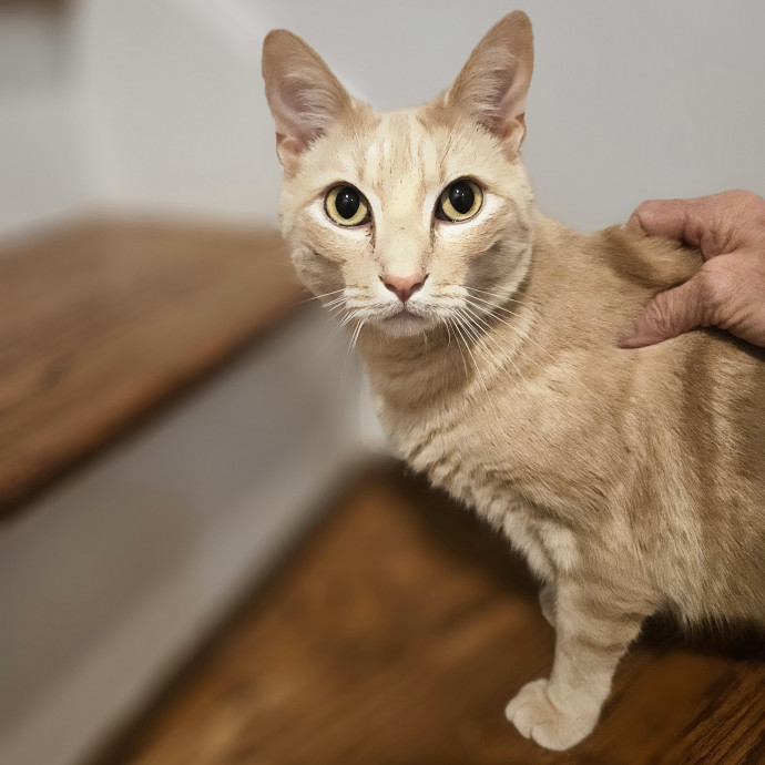 Blue Ribbon Cat Sitter Of Queen City