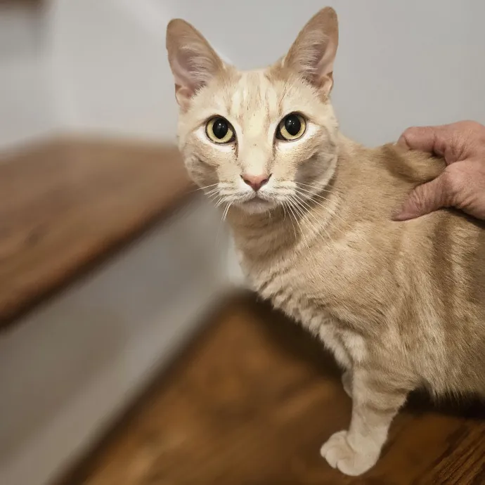 Blue Ribbon Cat Sitter Of Queen City