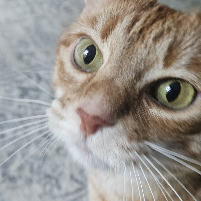 Blue Ribbon Cat Sitter Of Queen City