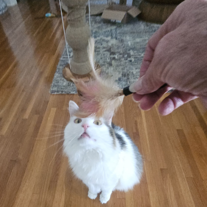 Blue Ribbon Cat Sitter Of Queen City