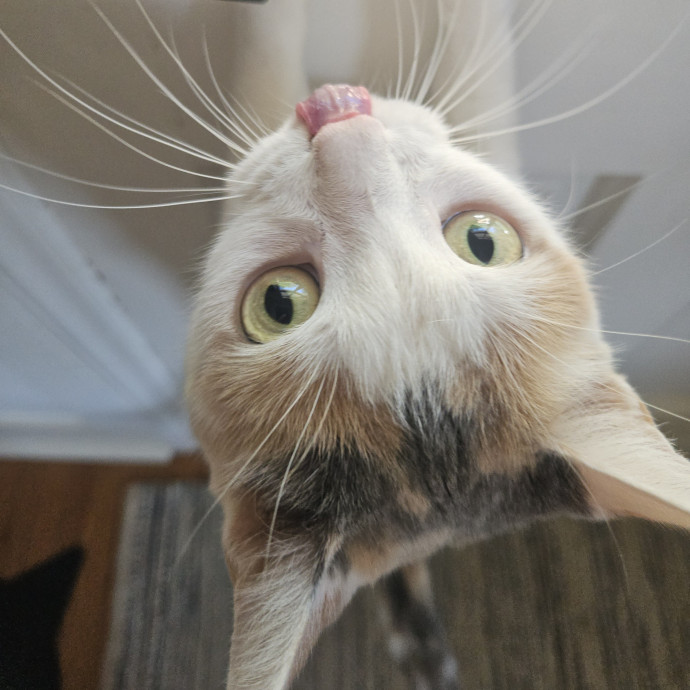 Blue Ribbon Cat Sitter Of Queen City