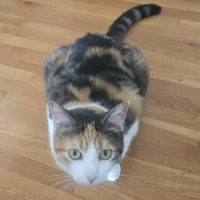 Blue Ribbon Cat Sitter Of Queen City