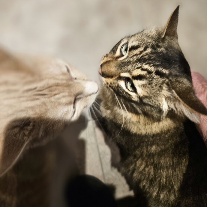 Blue Ribbon Cat Sitter Of Queen City