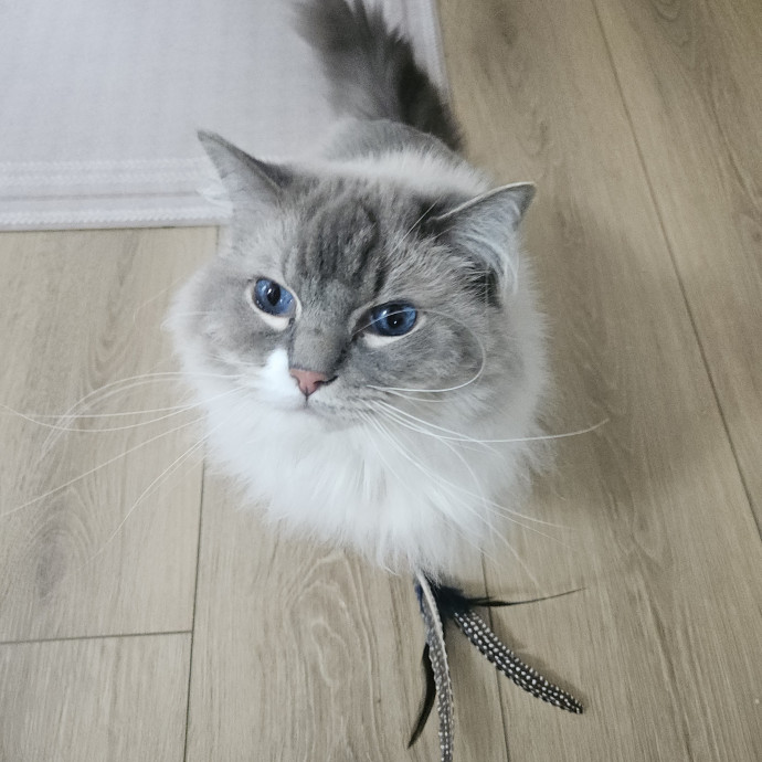 Blue Ribbon Cat Sitter Of Queen City
