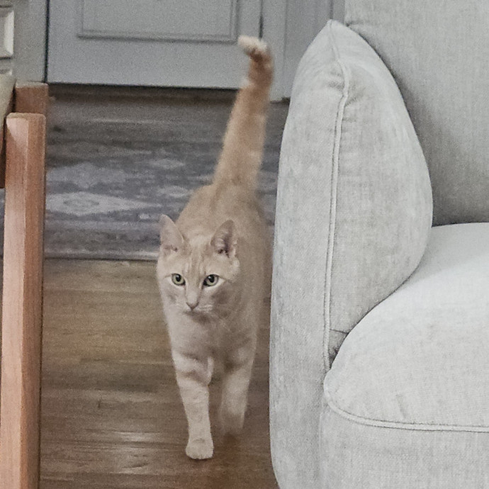 Blue Ribbon Cat Sitter Of Queen City