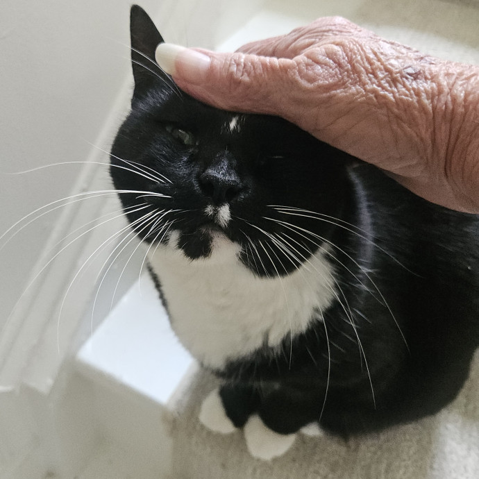Blue Ribbon Cat Sitter Of Queen City