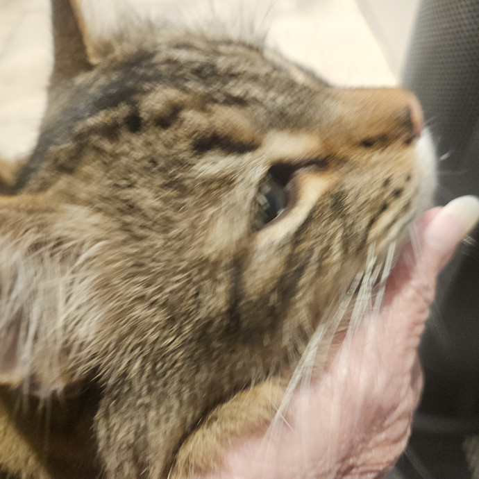 Blue Ribbon Cat Sitter Of Queen City