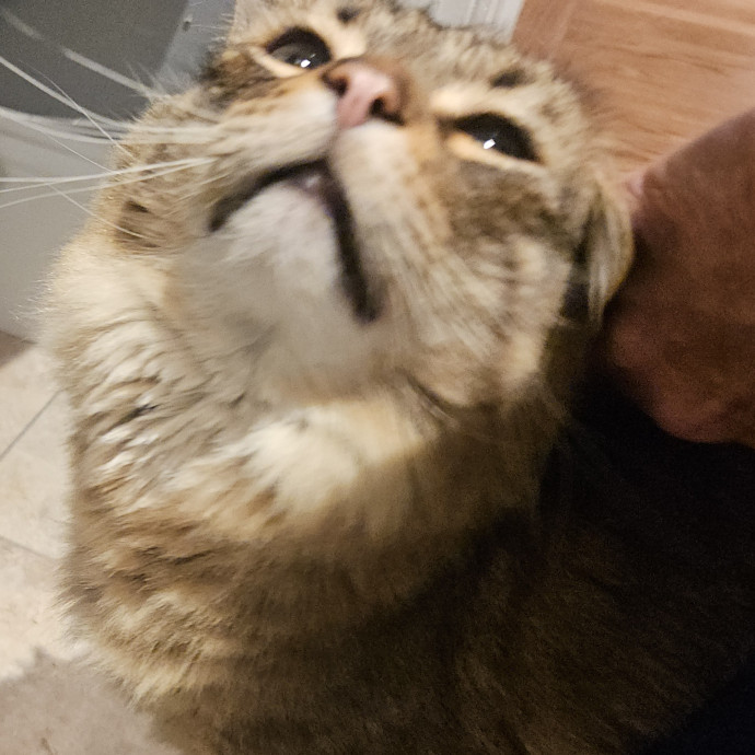 Blue Ribbon Cat Sitter Of Queen City