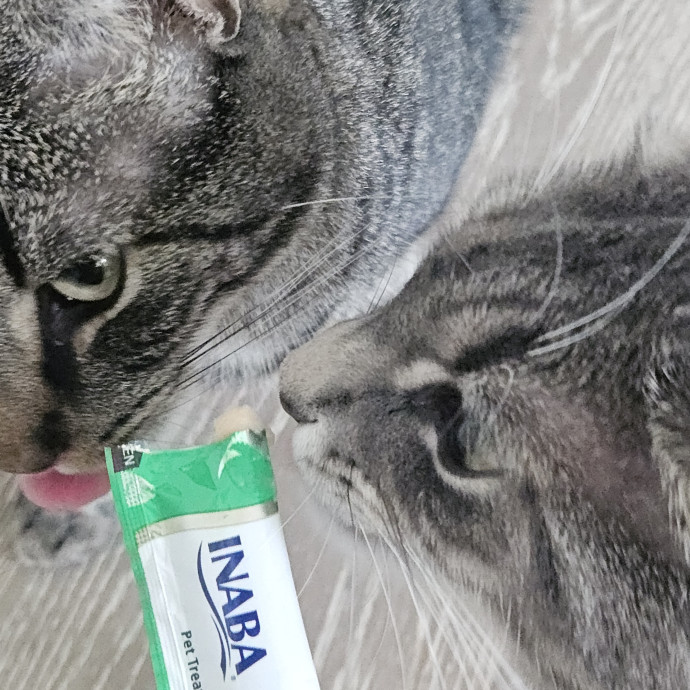 Blue Ribbon Cat Sitter Of Queen City