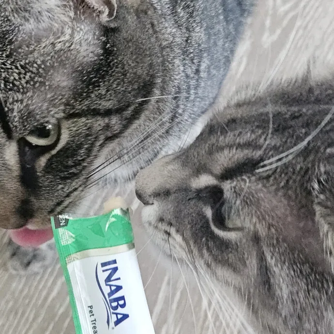 Blue Ribbon Cat Sitter Of Queen City