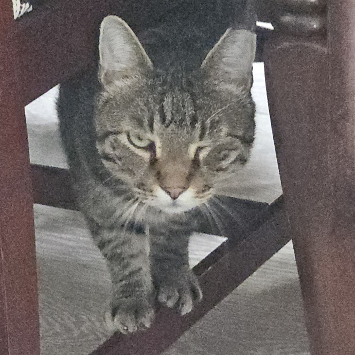Blue Ribbon Cat Sitter Of Queen City