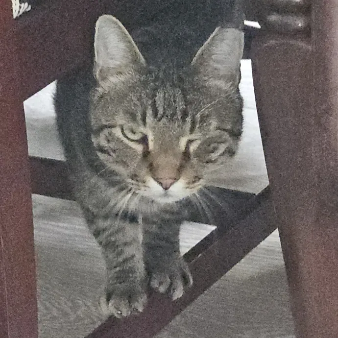 Blue Ribbon Cat Sitter Of Queen City