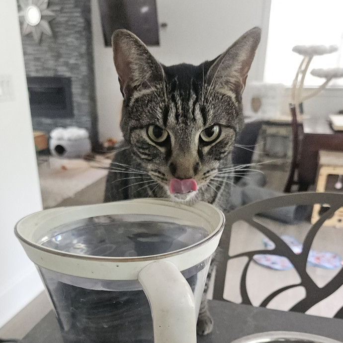 Blue Ribbon Cat Sitter Of Queen City