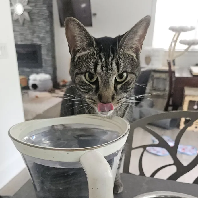 Blue Ribbon Cat Sitter Of Queen City