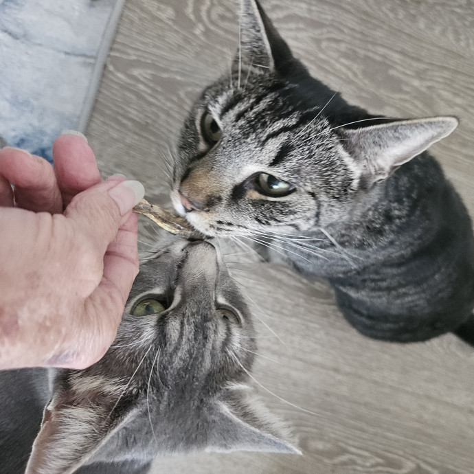 Blue Ribbon Cat Sitter Of Queen City