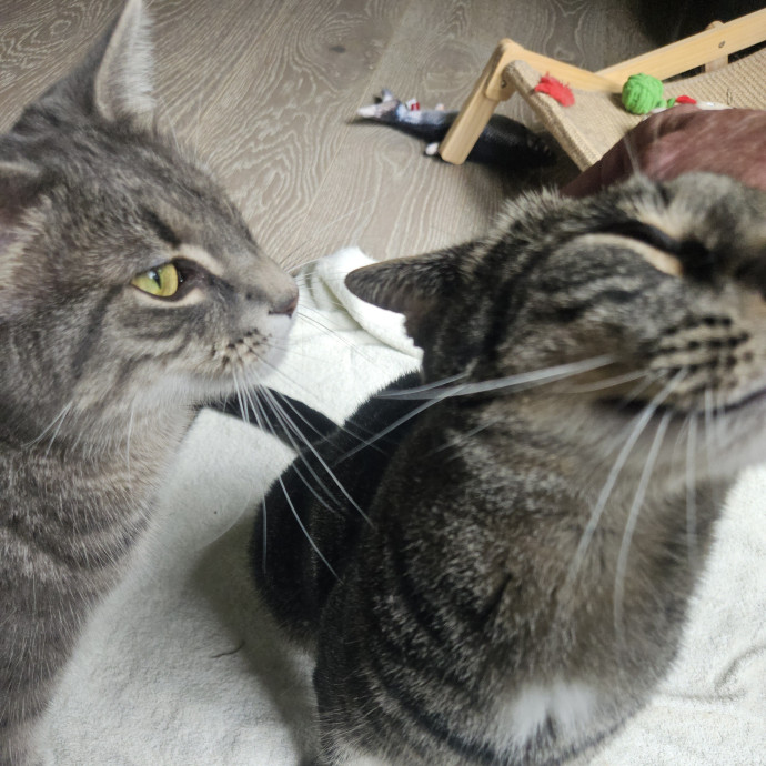 Blue Ribbon Cat Sitter Of Queen City