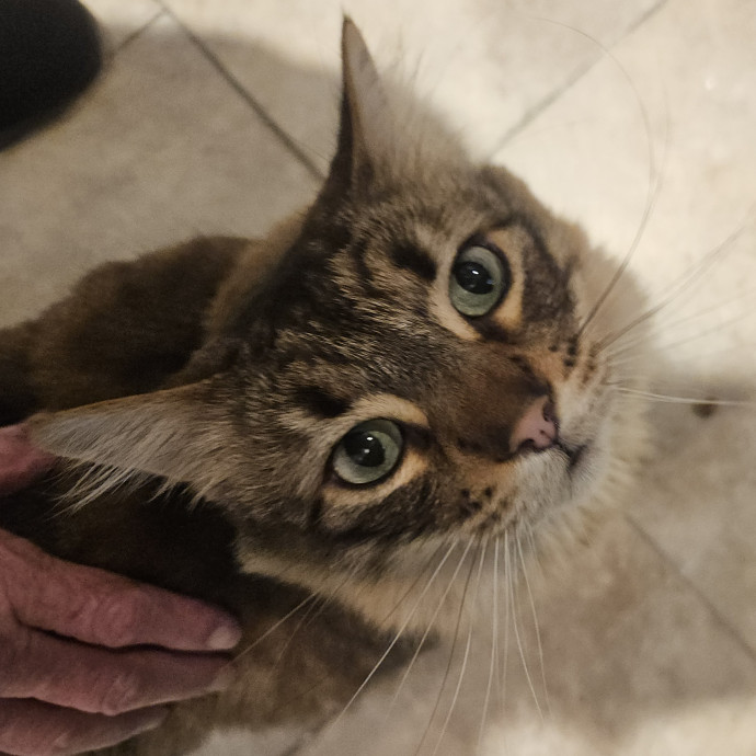 Blue Ribbon Cat Sitter Of Queen City