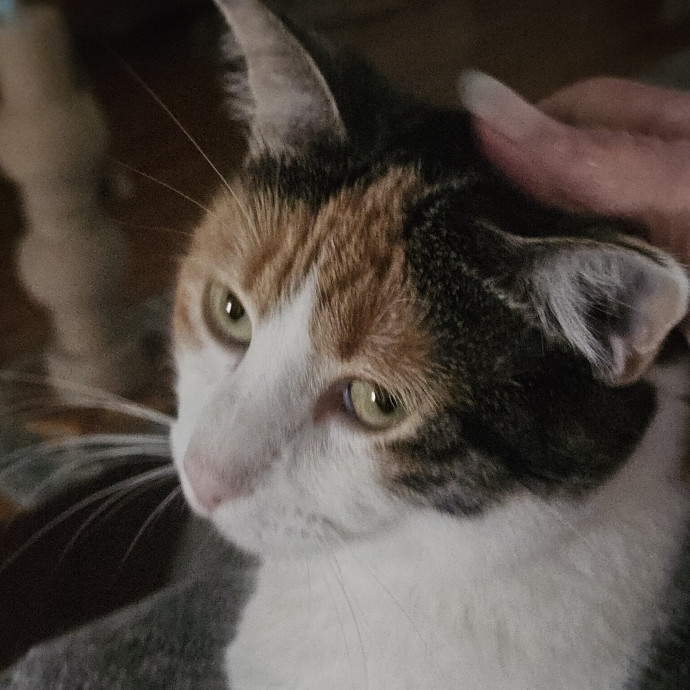Blue Ribbon Cat Sitter Of Queen City