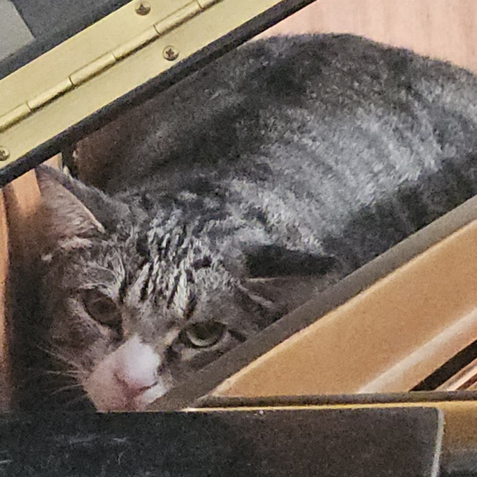 Blue Ribbon Cat Sitter Of Queen City