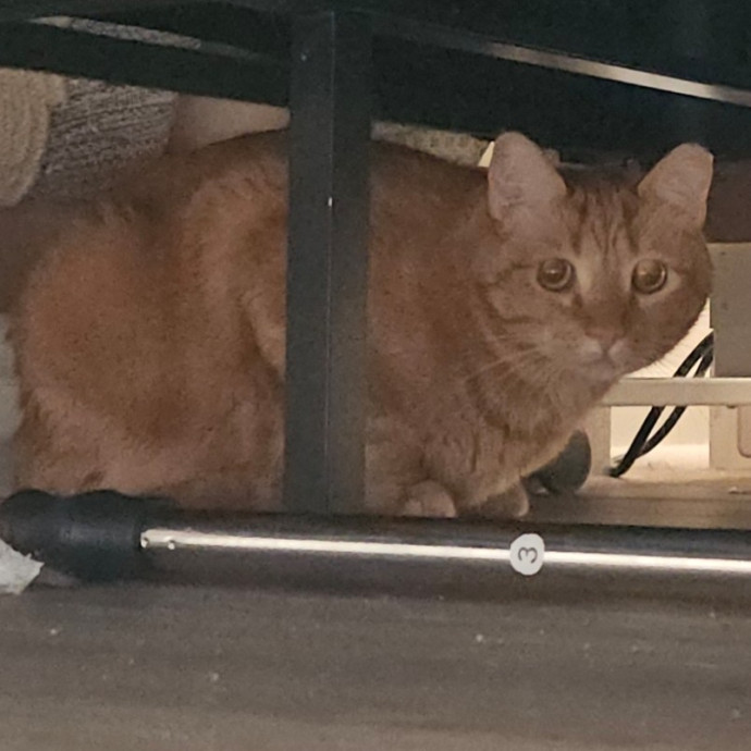 Blue Ribbon Cat Sitter Of Queen City