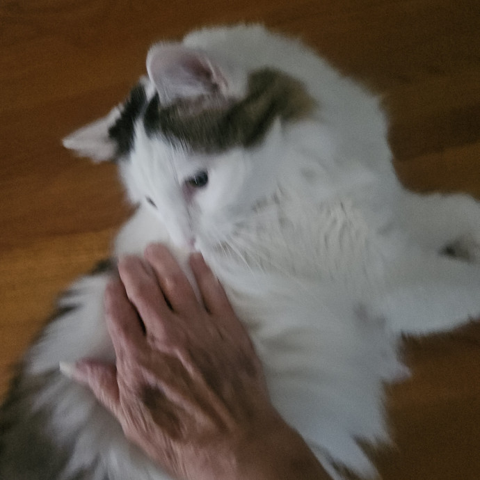 Blue Ribbon Cat Sitter Of Queen City