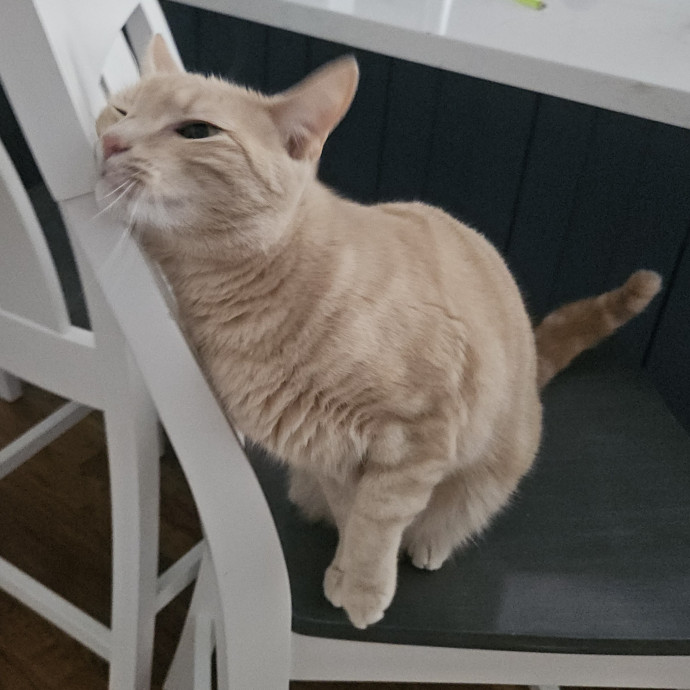 Blue Ribbon Cat Sitter Of Queen City