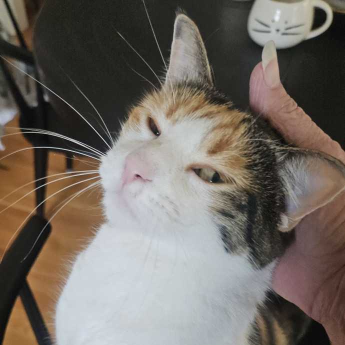 Blue Ribbon Cat Sitter Of Queen City