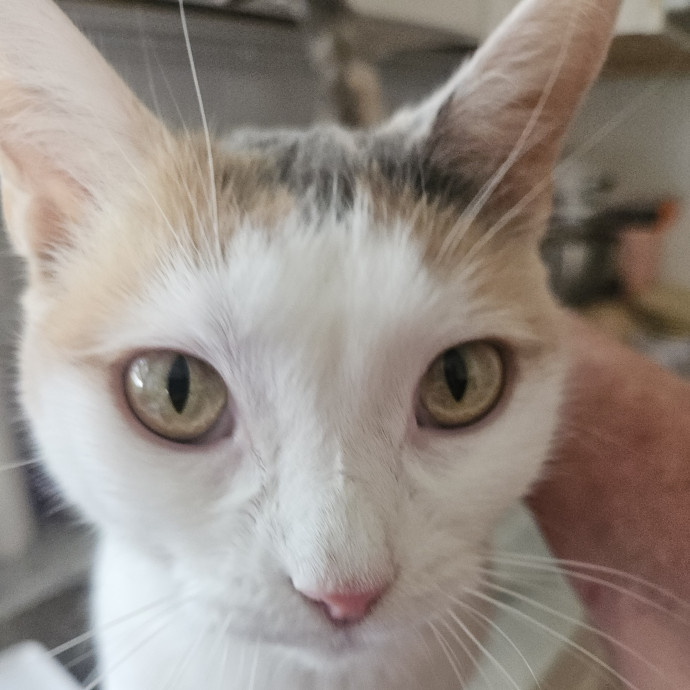 Blue Ribbon Cat Sitter Of Queen City