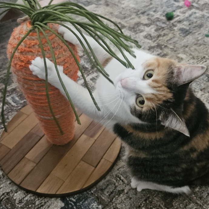 Blue Ribbon Cat Sitter Of Queen City