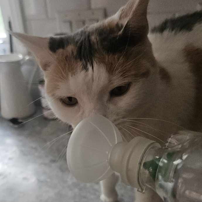 Blue Ribbon Cat Sitter Of Queen City