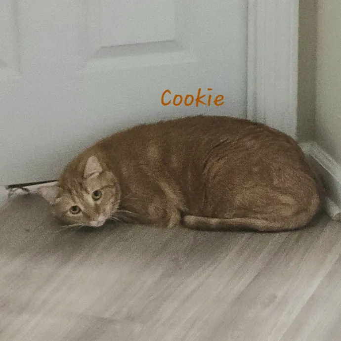 Debbie K.