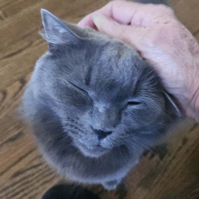 Blue Ribbon Cat Sitter Of Queen City