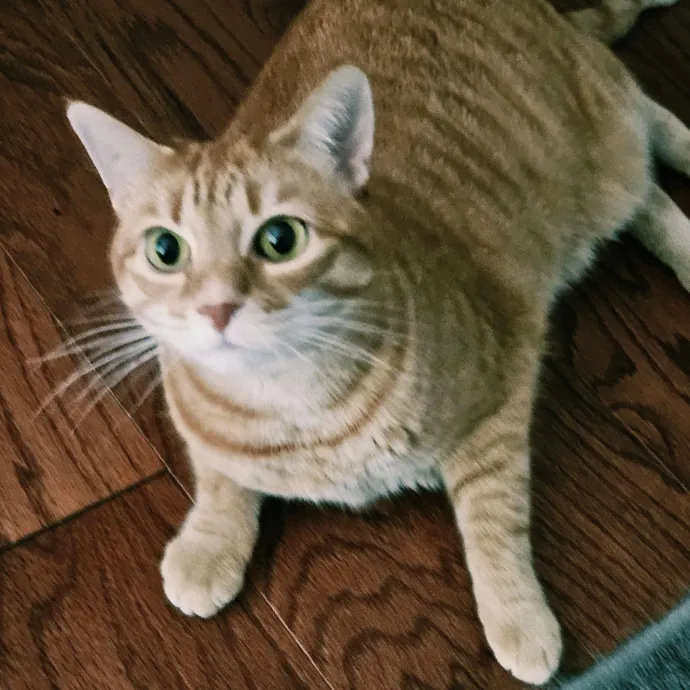 Blue Ribbon Cat Sitter Of Queen City