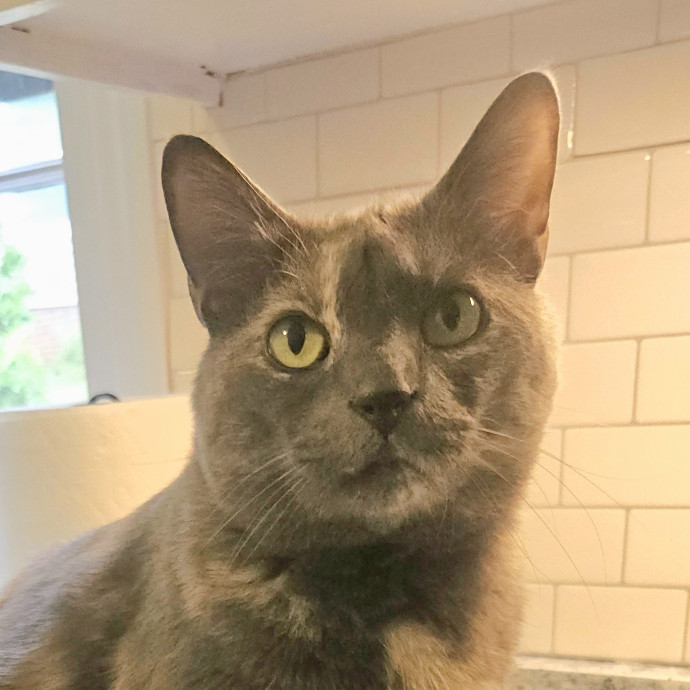 Blue Ribbon Cat Sitter Of Queen City