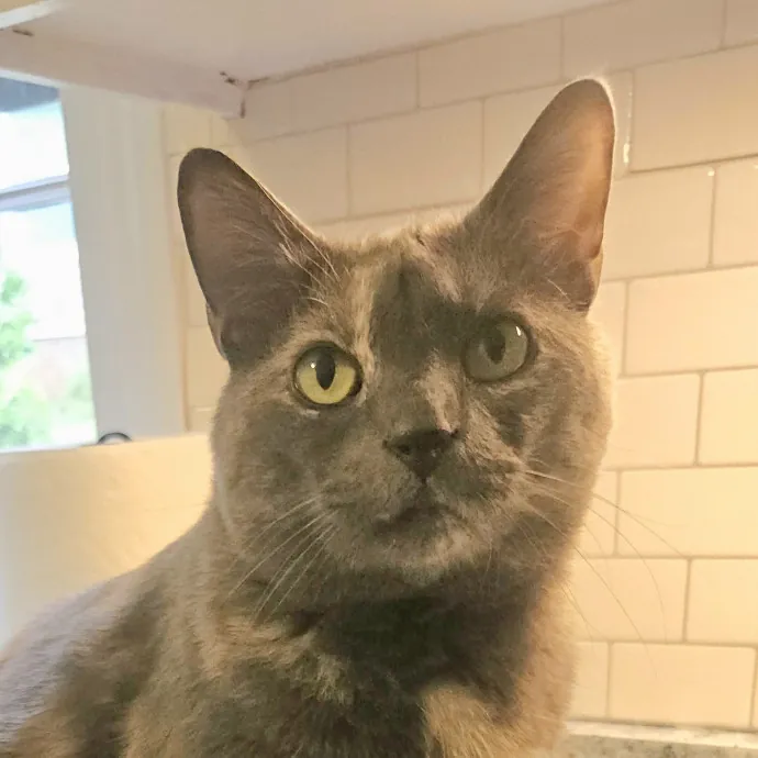Blue Ribbon Cat Sitter Of Queen City
