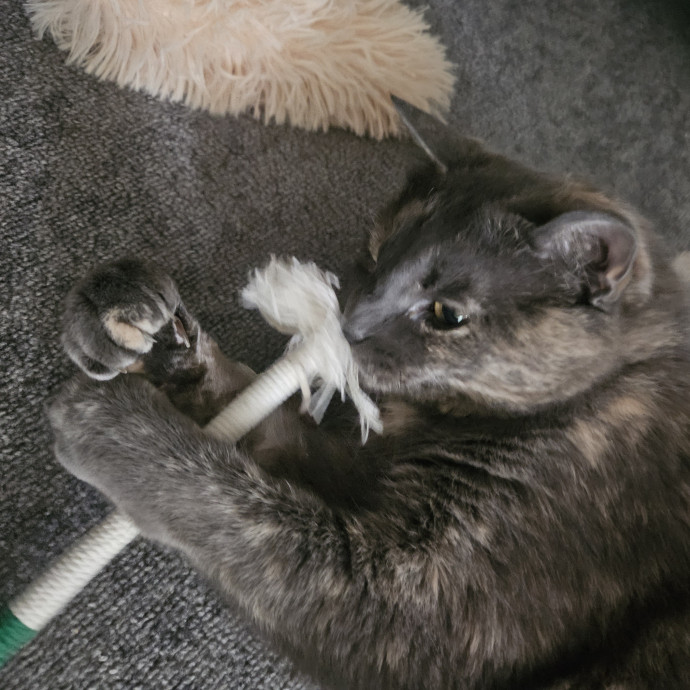 Blue Ribbon Cat Sitter Of Queen City
